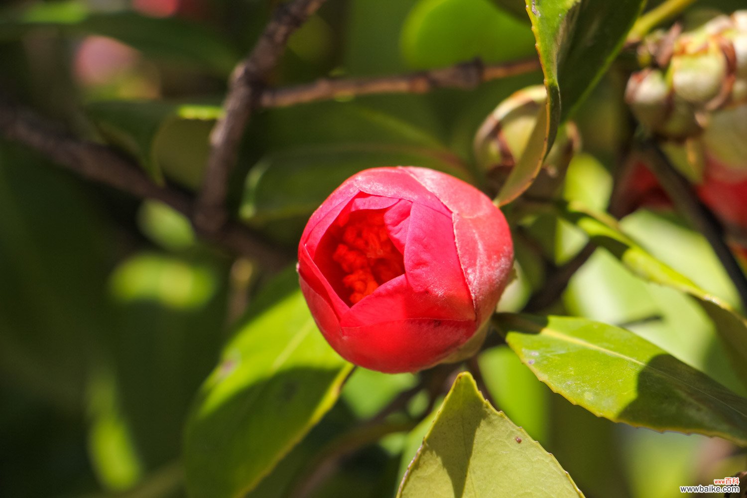 记住这5点，茶花疯狂冒花苞，开花碗口大！