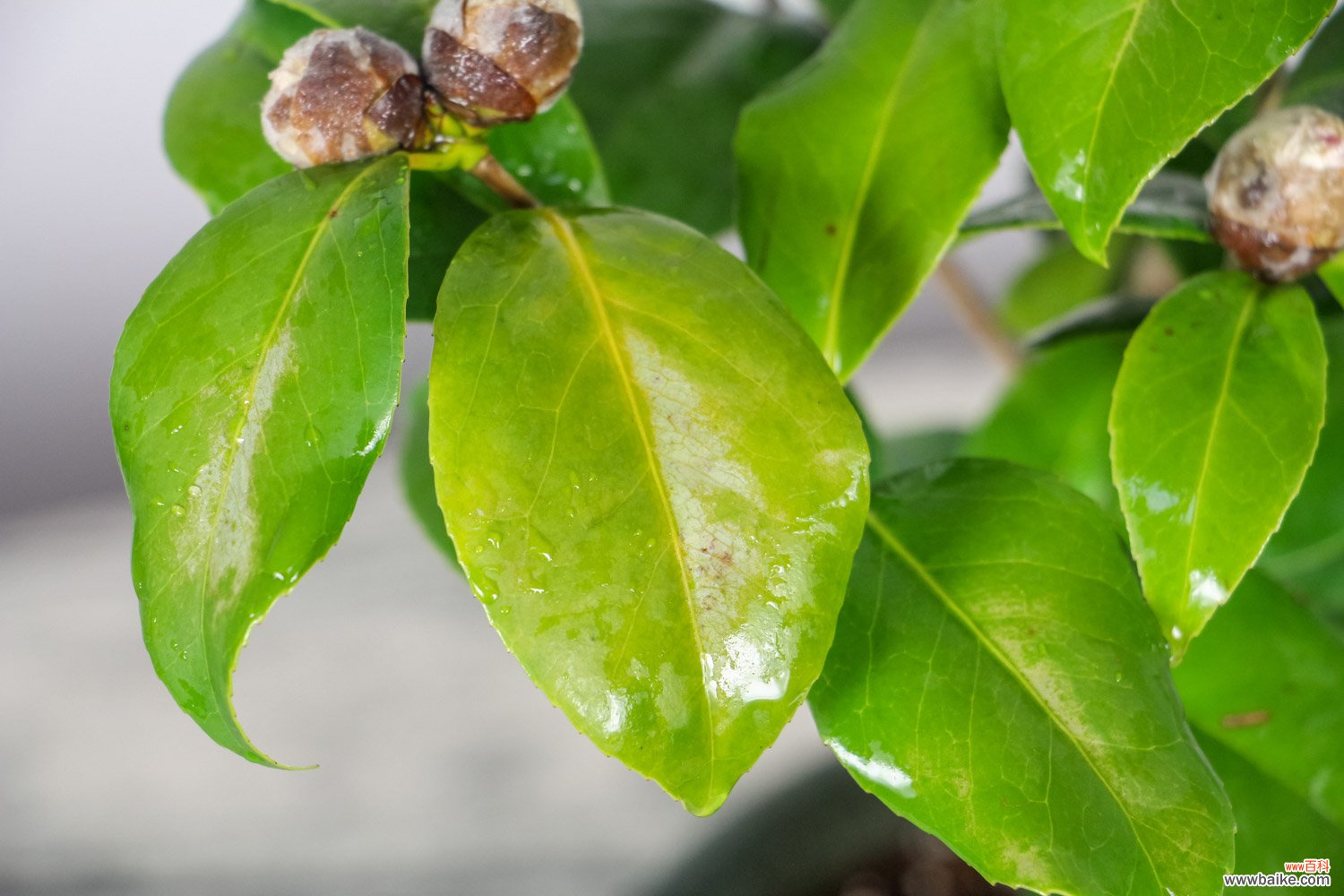 记住这5点，茶花疯狂冒花苞，开花碗口大！