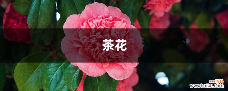 记住这5点，茶花疯狂冒花苞，开花碗口大！