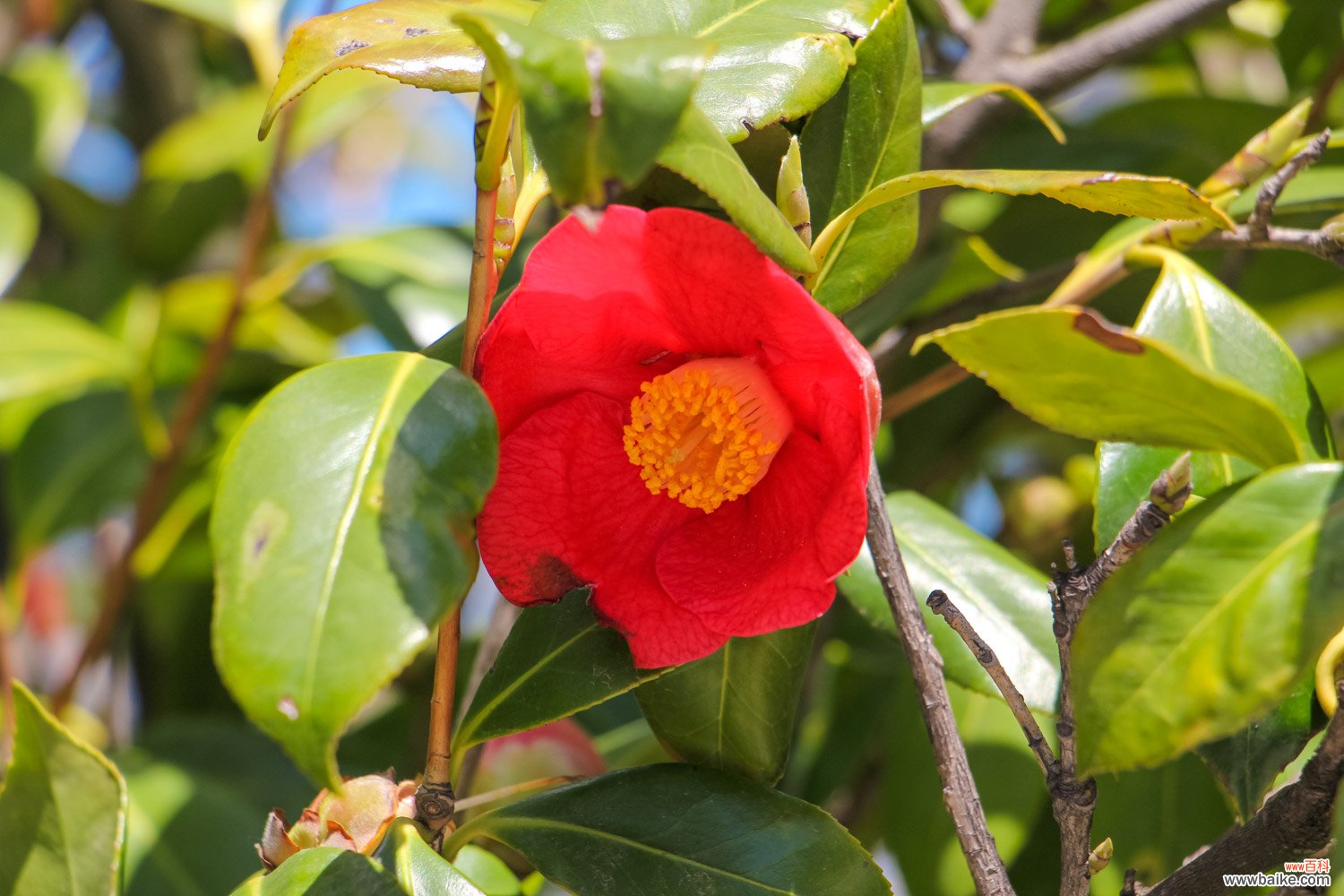 记住这5点，茶花疯狂冒花苞，开花碗口大！