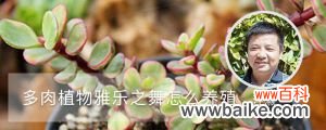 多肉植物雅乐之舞怎么养殖，一年能长多大