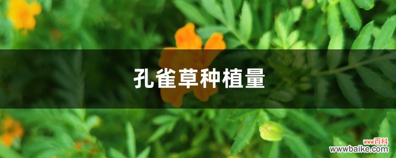 孔雀草种植量，一个盆播几颗种