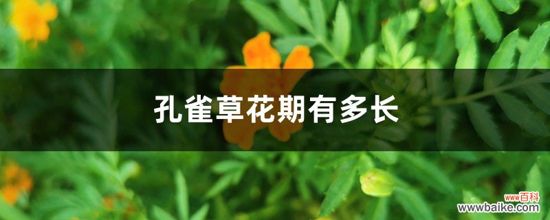 孔雀草花期有多长