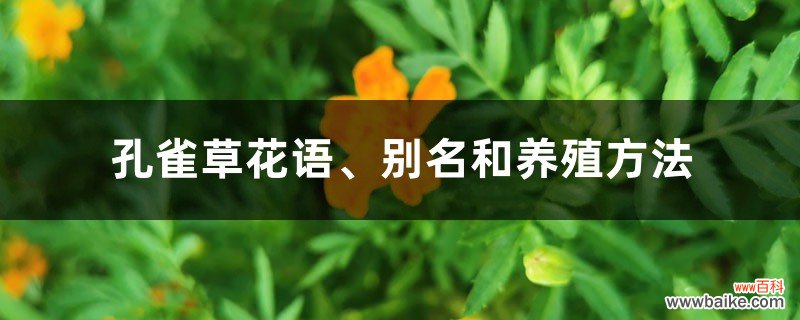 孔雀草花语、别名和养殖方法