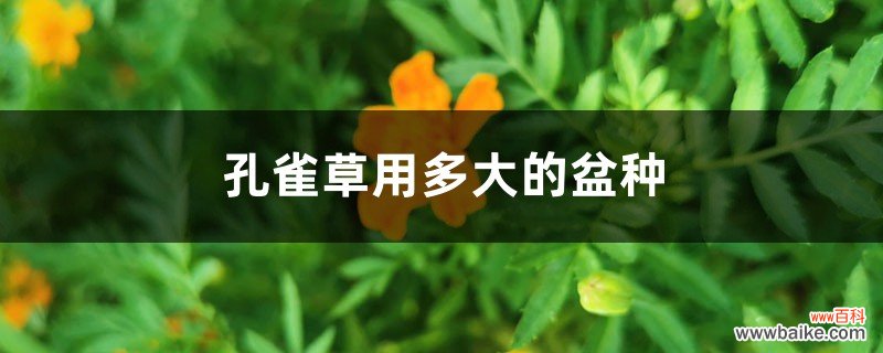 孔雀草用多大的盆种，怎么浇水