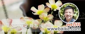 夏天落花之舞怎么养