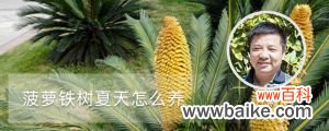 菠萝铁树夏天怎么养