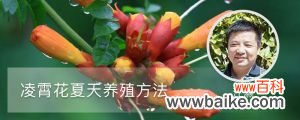 凌霄花夏天养殖方法