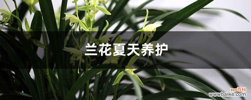 兰花夏天养护