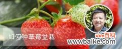 如何种草莓盆栽