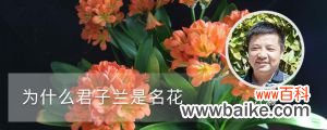 为什么君子兰是名花