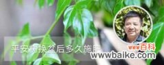 平安树换盆后多久施肥