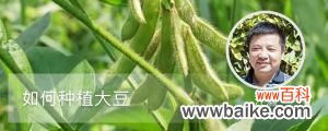 如何种植大豆