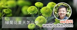 绿菊花夏天怎么养