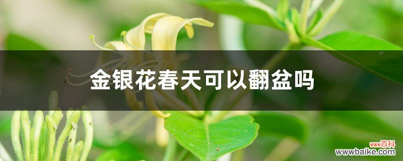 金银花春天可以翻盆吗