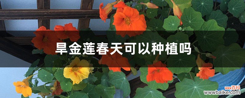 旱金莲春天可以种植吗