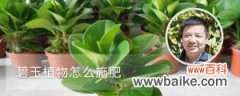 碧玉植物怎么施肥