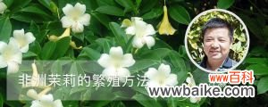 非洲茉莉繁殖方法