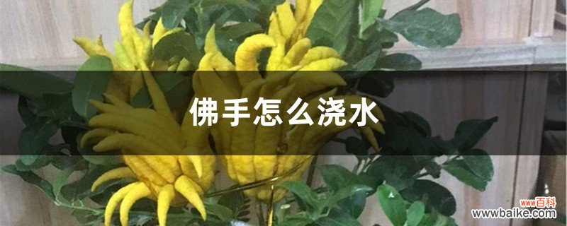 佛手怎么浇水