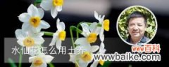 水仙花怎么用土养