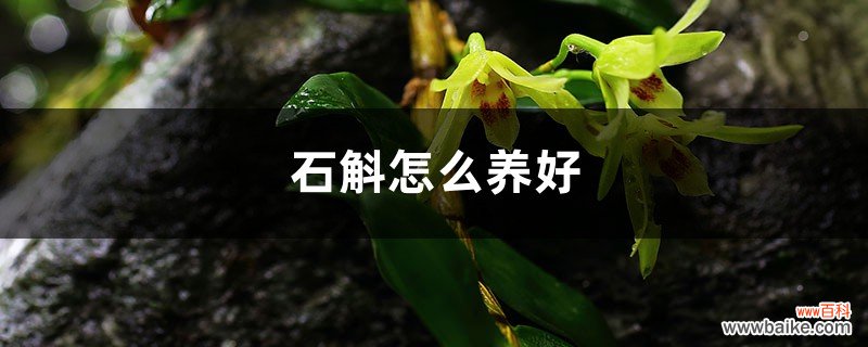 石斛怎么养好