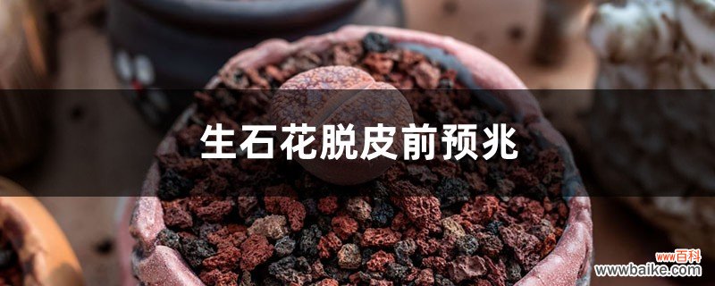 生石花脱皮前预兆