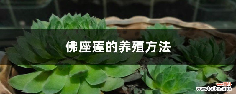 佛座莲的养殖方法