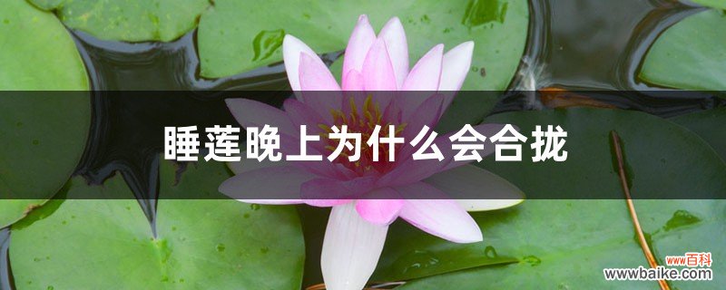 睡莲插花瓶里怎么养，为什么晚上会合拢