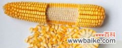 mc670玉米种子介绍 玉米种子怎么种
