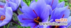 藏红花种植条件和地区、方法