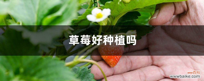 取种和催芽 草莓种子的种植方法，几月份播种