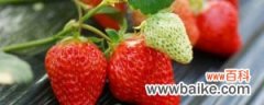 大棚草莓施肥方案，什么时候施肥