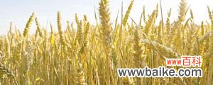 中国十大小麦新品种