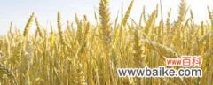 小麦是什么植物，原来生长在哪里