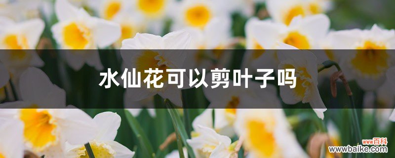 水仙花可以剪叶子吗