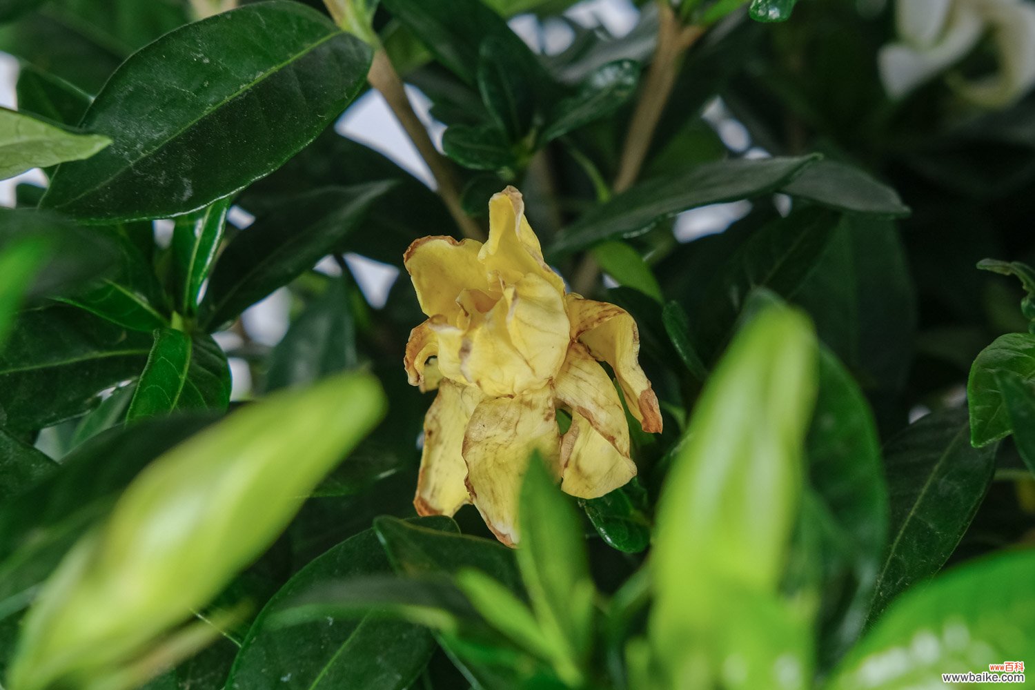 栀子花怎么修剪才开花