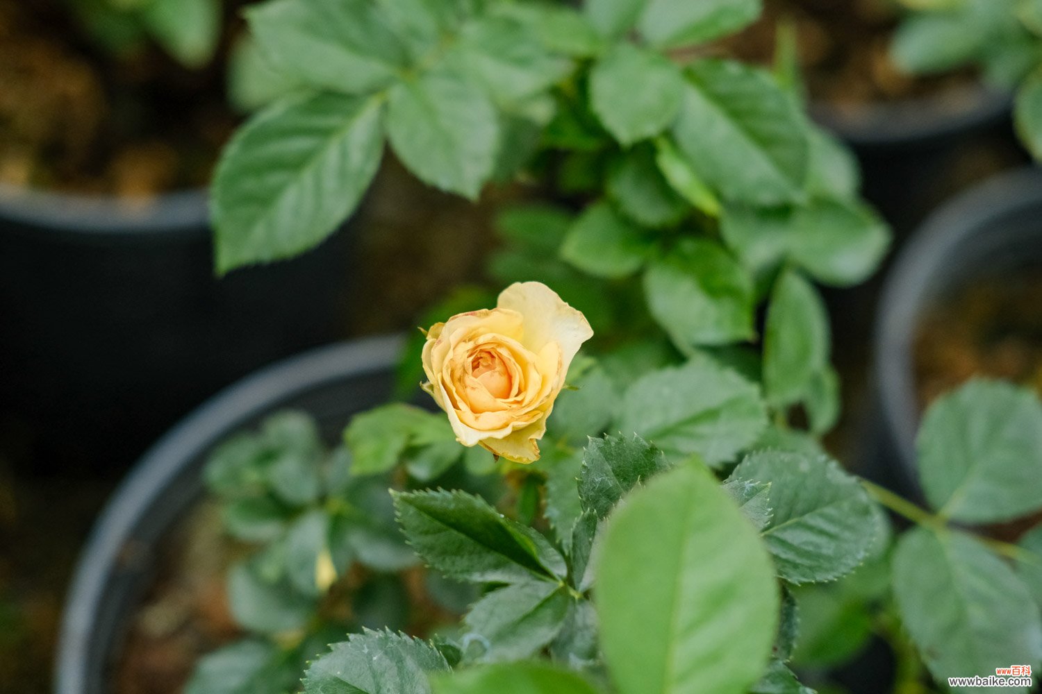 月季芽接步骤