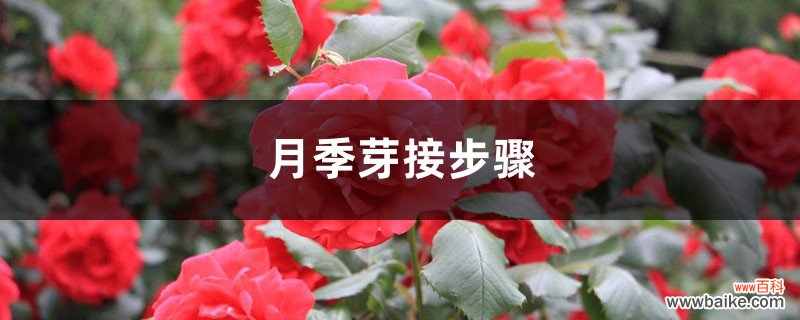 月季芽接步骤