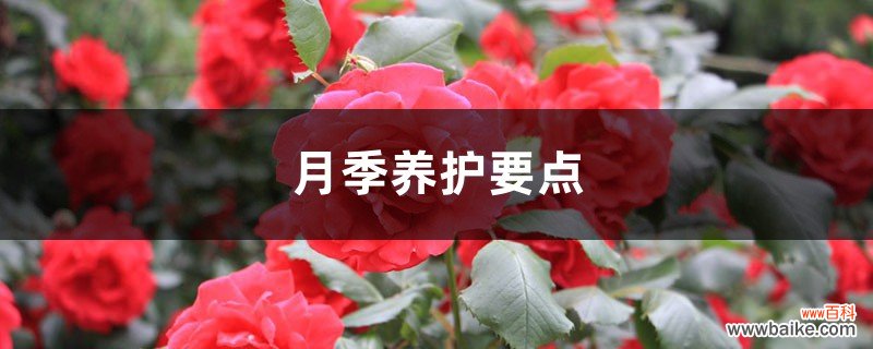 月季养护要点