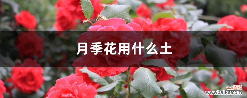 月季花用什么土