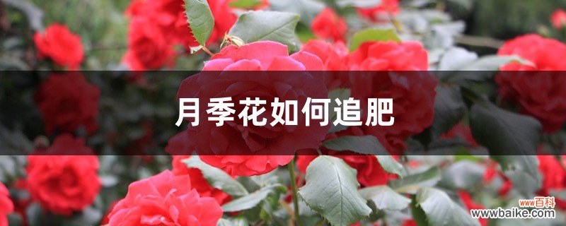 月季花如何追肥