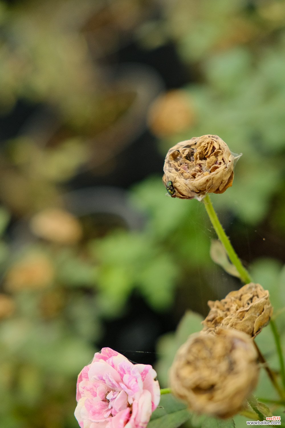 月季花如何追肥