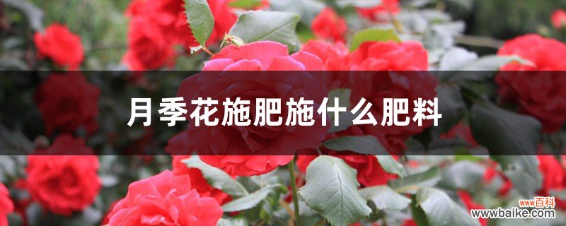 月季花施肥施什么肥料