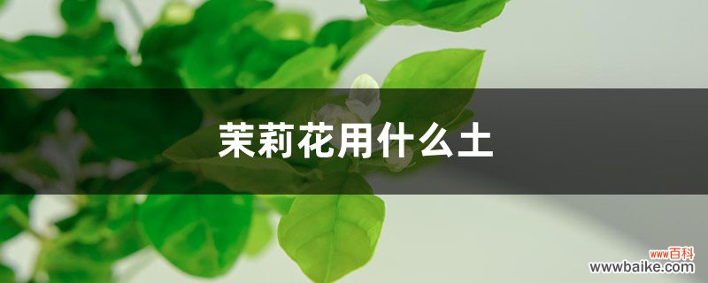 茉莉花用什么土，怎么养护