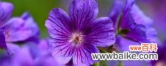 紫罗兰鲜花怎么水养