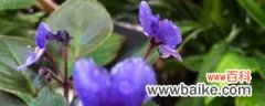 紫罗兰种植时间和方法
