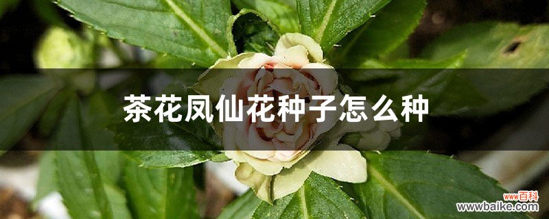 茶花凤仙花种子怎么种
