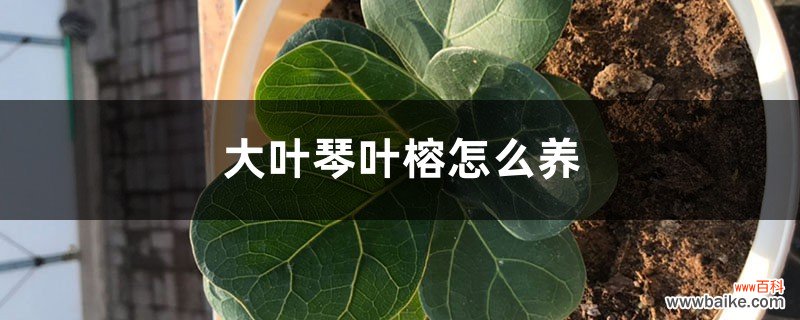 大叶琴叶榕怎么养