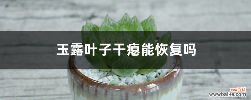 玉露叶子干瘪能恢复吗