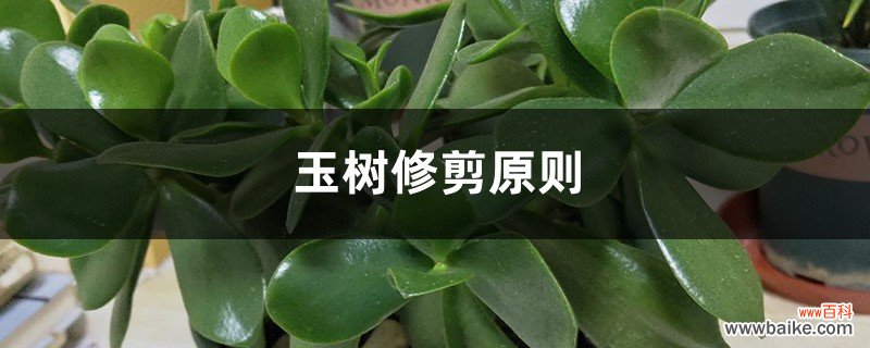 玉树修剪原则